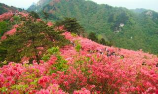 武汉樱花什么时候开